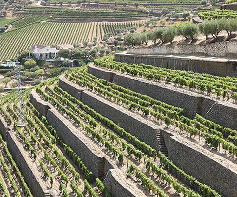 The old walled terraces of the Vinha Velha represent the original part of the Vargellas estate and contain its oldest vines.  They have been...