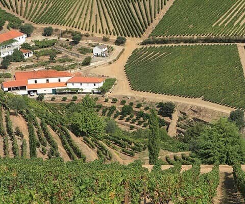 Ironically, the histories of many of the Pinhão Valley vineyards are  not  as  well  documented as those of the estates...