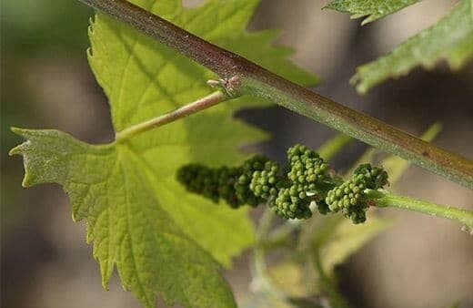 Na Taylor’s estamos empenhados em proteger o ambiente e o equilíbrio ecológico das nossas vinhas e da Região Demarcada do Douro.