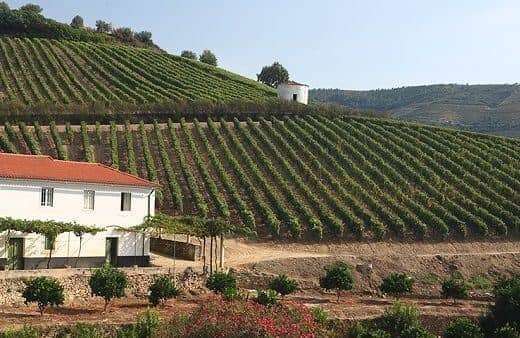 Die Portweine der wunderschönen alten Quinta de Terra Feita sind ein wesentlicher Bestandteil des Taylor’s Vintage Port Blends. Lesen Sie, warum.