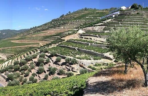 Die Quinta do Junco erzeugt Portweine von beeindruckender Fülle, die dem Blend noch mehr Dichte, Konzentration und Struktur verleihen.