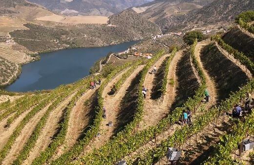 The Douro Valley, birthplace of Port, is one of the oldest and most beautiful of the historic European wine regions. Wine has been made there for...