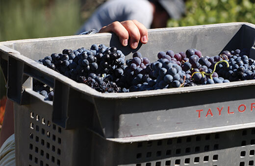 Hay cinco o seis grandes variedades de uva que se utilizan en la producción del vino de Oporto. Conozca cuáles son esas variedades y cómo son...