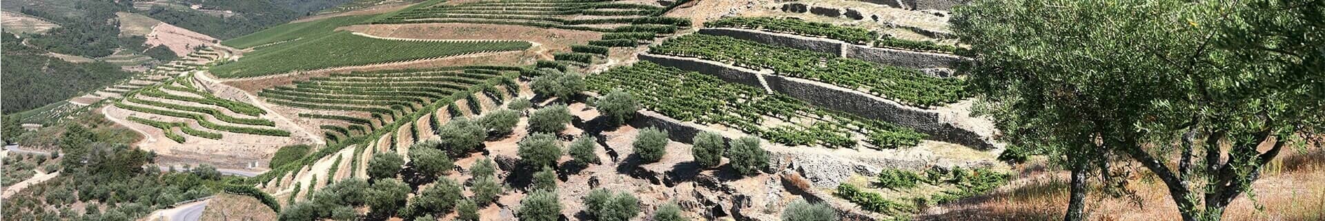 The magnificent old estate of Quinta do Junco is among the most well-known of the historic Pinhão Valley vineyards. Many visitors first...