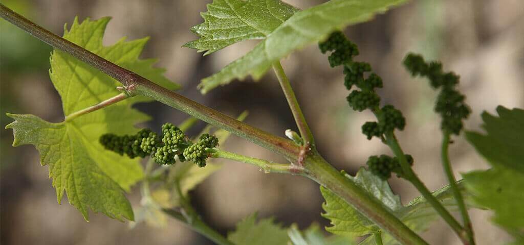 At Taylor Fladgate we are committed to protecting the environment and the future ecological well-being of our vineyards and the Douro Valley...