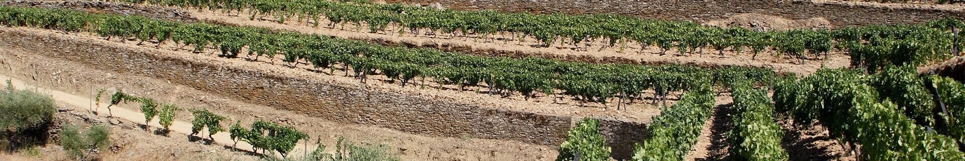 Port wine vineyards' soil in the Douro Valley