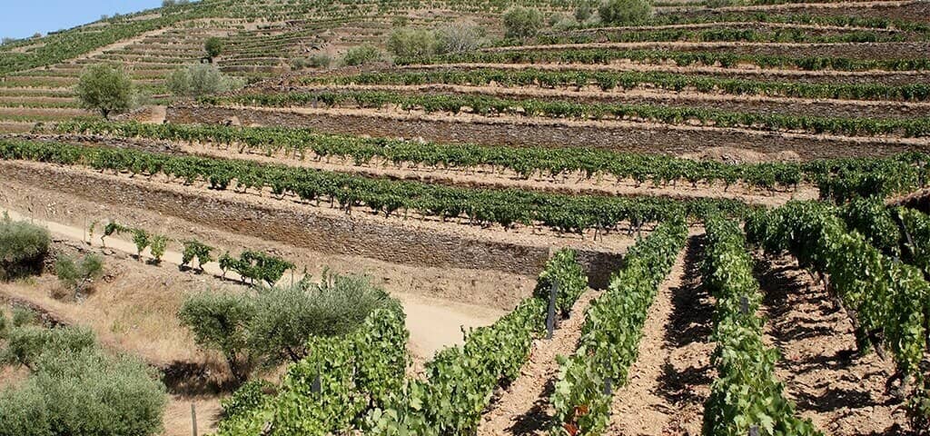 Port wine vineyards in the Douro Valley