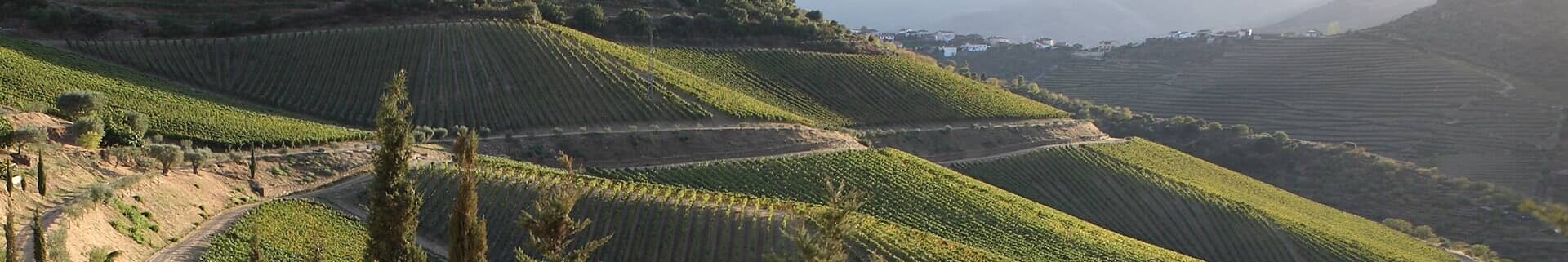 Port wine vineyards landscape in the Douro Valley, Portugal