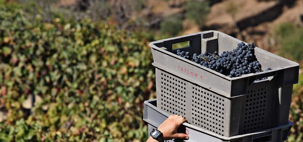 Harvest in the Douro Valley and port wine grapes