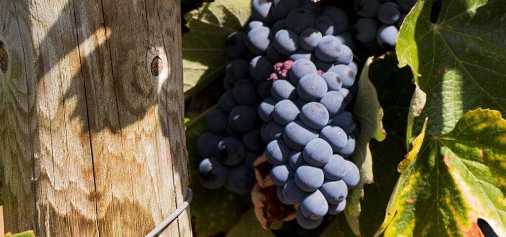 Grapes varieties used in making Port wine