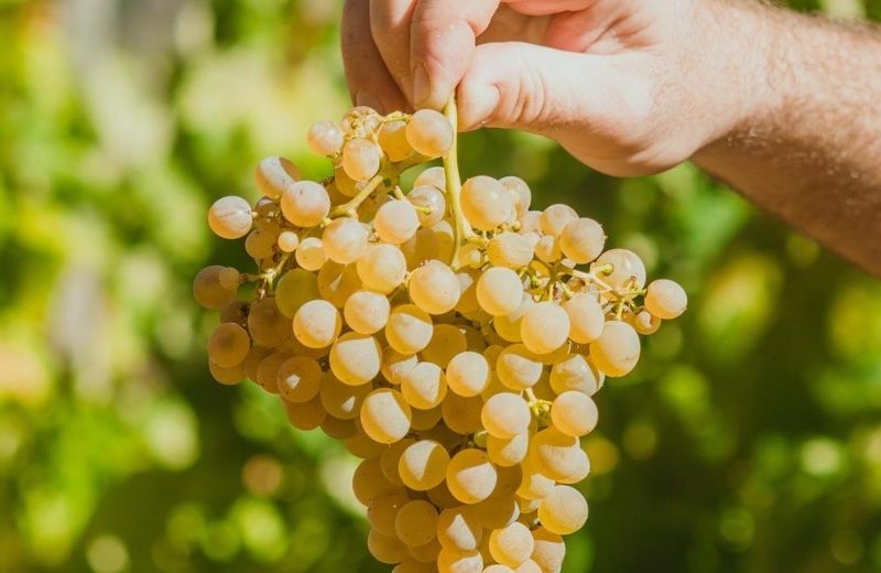 After a labour intensive year in the vineyards, the 2020 harvest is underway starting with white grape varieties destined for the iconic Taylor...