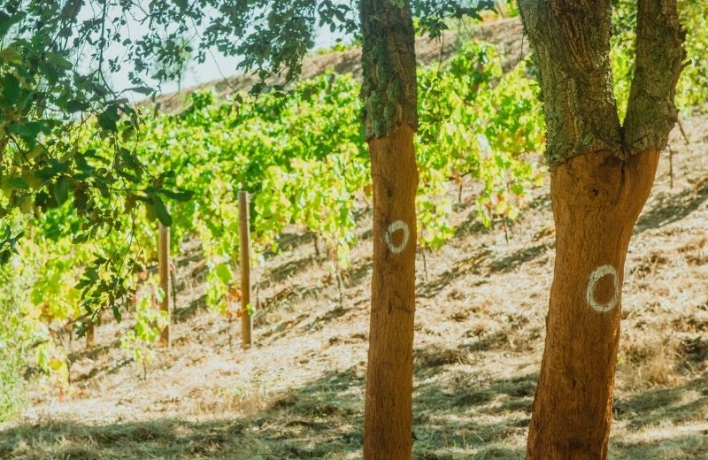 For the first time, cork was harvested from the youngest cork oaks born spontaneously next to the vineyards at Quinta da Casa Nova. These trees are...