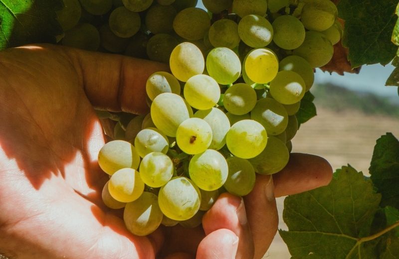 White grape varieties are always the first to be harvested. They are destined to the making of Taylor Fladgate Chip Dry, the original dry...