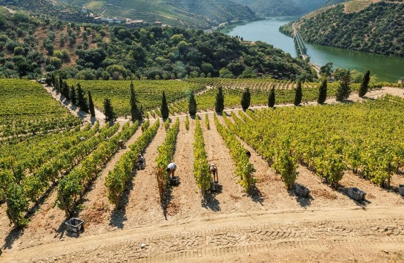 The harvest starts early in the morning at Quinta de Vargellas. It is located in the remote eastern reaches of the Douro Valley and is known for...