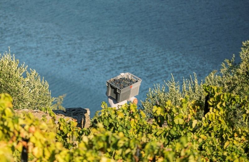 The penetrating silence of the Douro Valley is only interrupted by the voices of the workers arriving in the vineyards to pick the grapes. The...