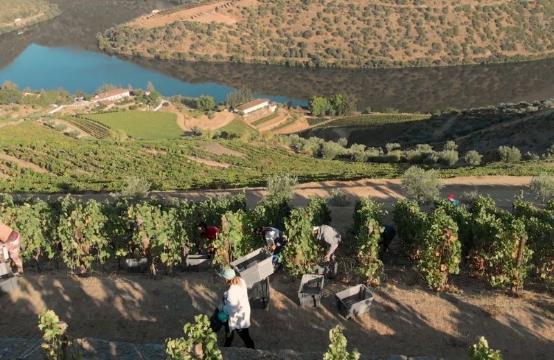 The Douro Valley is the largest area of hot climate mountain vineyard in the world. The vines at Quinta de Vargellas are planted on terraces built...