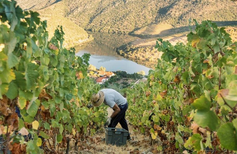 The fact the picking is done by hand actually allows for a pre-selection of the grapes, the picker collecting only the grapes that are ripe and in...