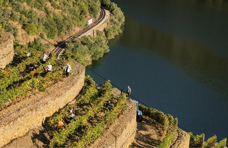 Quinta de Vargellas has some of the Douro Valley’s most impressive historic vineyards, some of them with old walled terraces classified as...