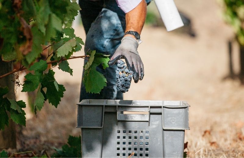 The harvest continues at our Quinta de Vargellas for another week of hard work and dedication.



Follow us on social media for more 2020...