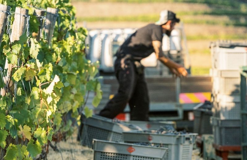 During the harvest teamwork is essential. Each row of vines is harvested, usually in a single pass. At the end of each line of vines, the...