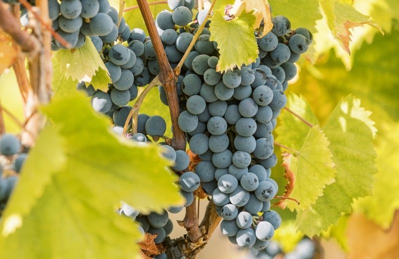 In a year of intense heat, one grape variety in particular stood out from all the others for its resilience and adaptation to such extreme...