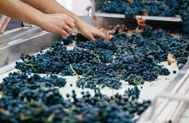 On arrival at the winery, the grapes are placed on a selection tray and are evaluated by the winemaking team.



Follow us on social media for...