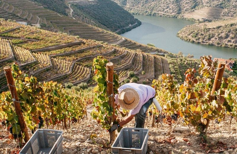 The harvest at Quinta de Vargellas ended last weekend. As always, it involved many days of hard work and dedication, and left us with some...