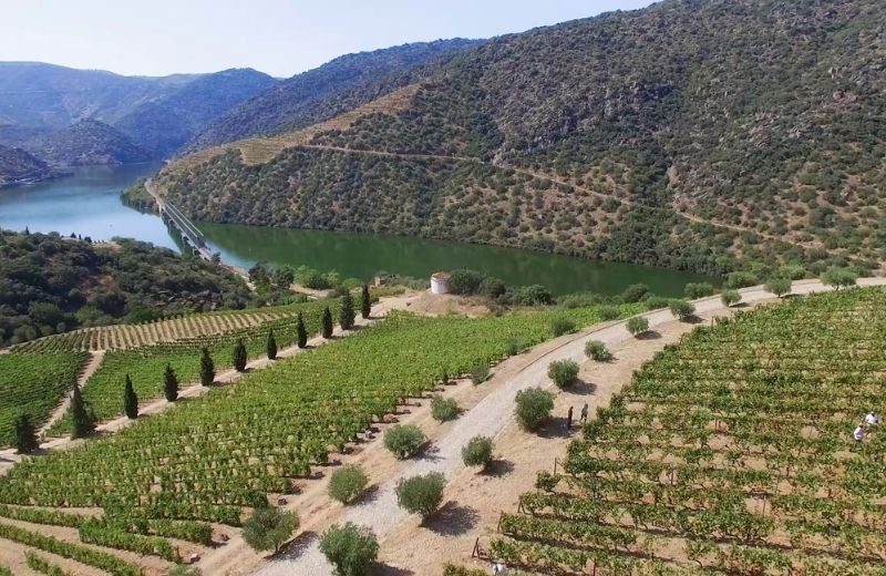 The privilege of harvesting surrounded by stunning landscapes, with an amphitheatre of terraced vineyards rising over a tranquil Douro...