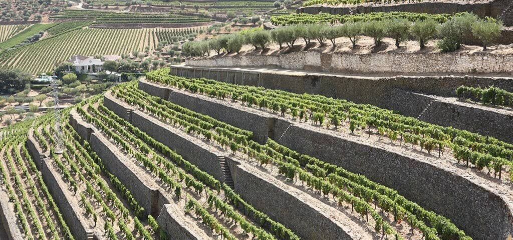 The old walled terraces of the Vinha Velha represent the original part of the Vargellas estate and contain its oldest vines.  They have been...