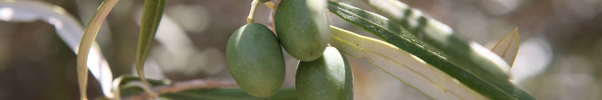 Além de ser uma das propriedades vinícolas mais célebres do mundo e produtora de vinho do Porto Vintage excecional, a Quinta...