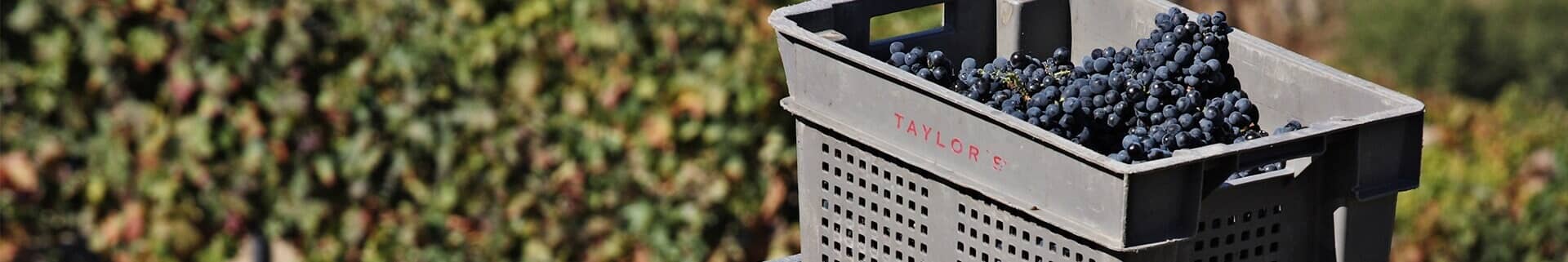 Harvest in the Douro Valley and port wine grapes