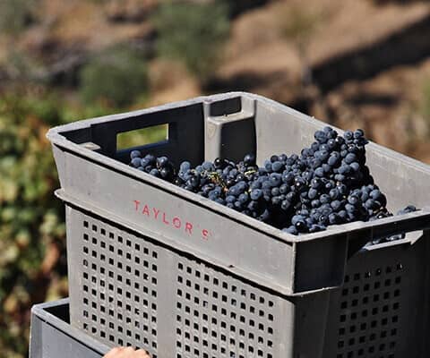 Harvest in the Douro Valley and port wine grapes