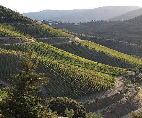 Port wine vineyards landscape in the Douro Valley, Portugal