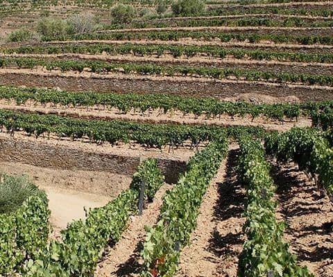 Port wine vineyards in the Douro Valley