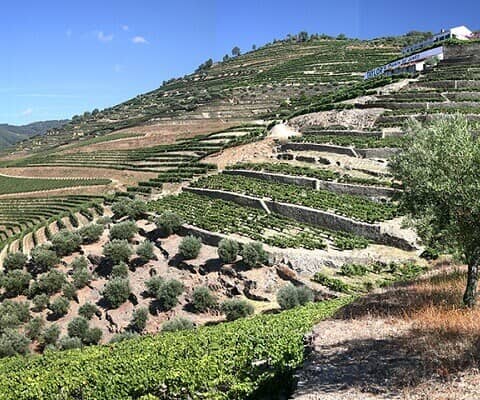 The magnificent old estate of Quinta do Junco is among the most well-known of the historic Pinhão Valley vineyards. Many visitors first...