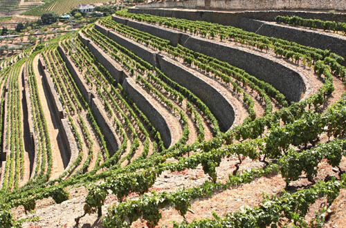 Douro Vineyards